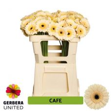GERBERA MINI CAFE