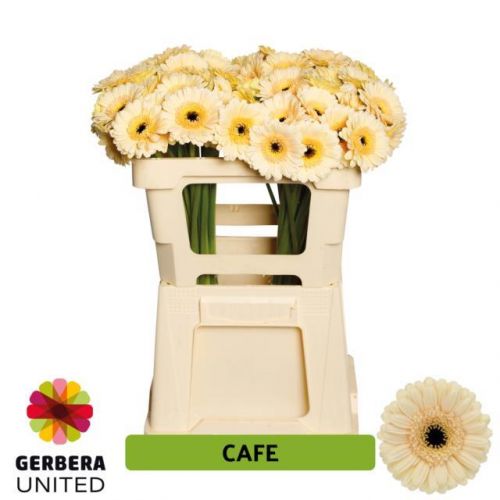 GERBERA MINI CAFE