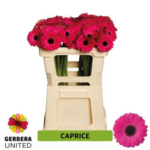 GERBERA MINI CAPRICE
