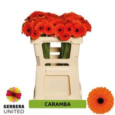 GERBERA MINI CARAMBA