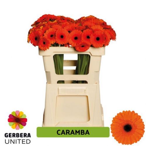 GERBERA MINI CARAMBA