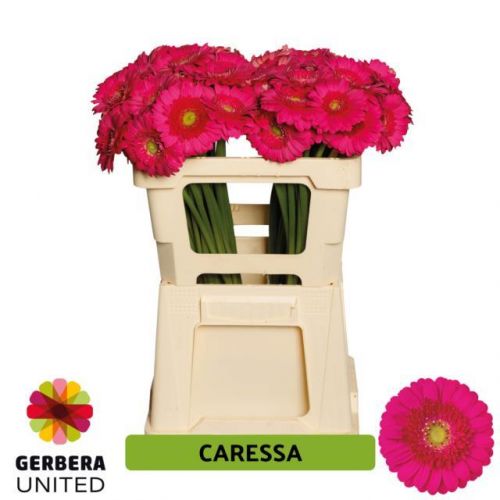 GERBERA MINI CARESSA