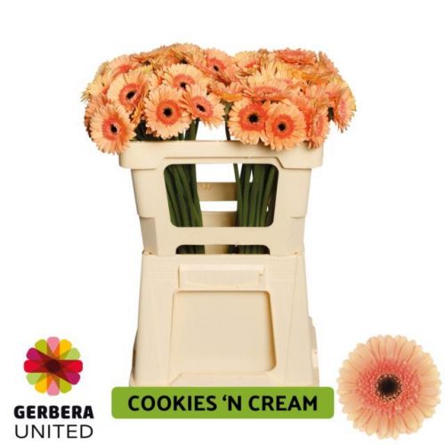 GERBERA MINI COOKIE CREAM