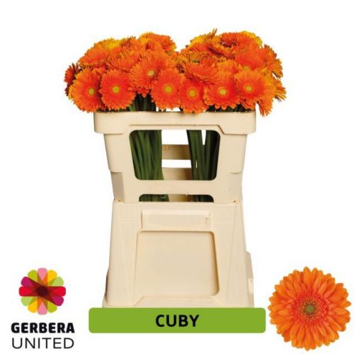 GERBERA MINI CUBY