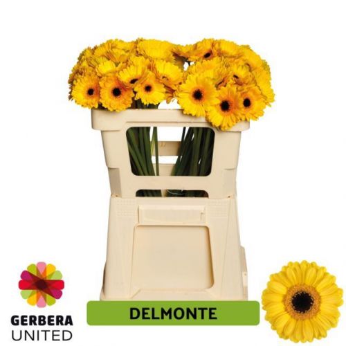 GERBERA MINI DELMONTE