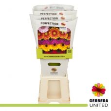 GERBERA MINI DIAMOND RAINBOW