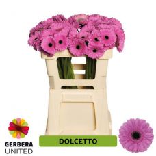 GERBERA MINI DOLCETTO