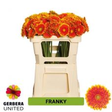 GERBERA MINI FRANKY