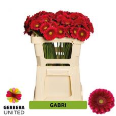 GERBERA MINI GABRI