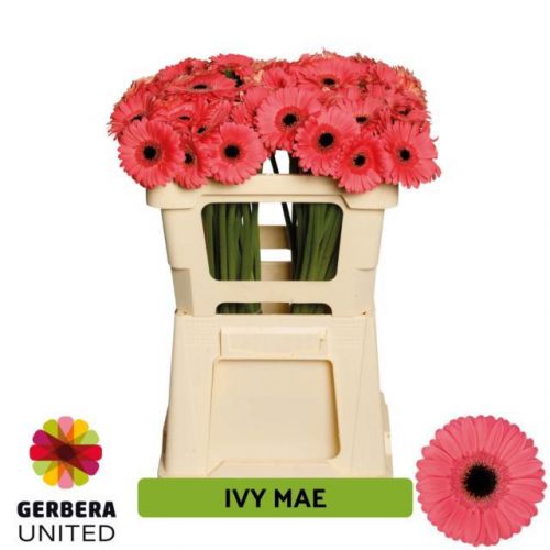 GERBERA MINI IVY-MAE