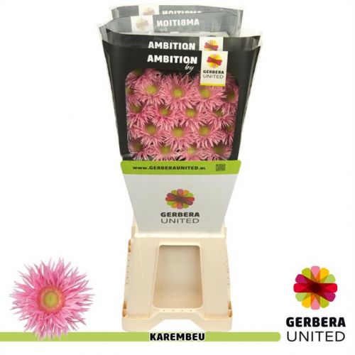 GERBERA MINI KAREMBEU