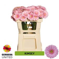 GERBERA MINI KIMSEY