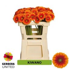 GERBERA MINI KIWANO
