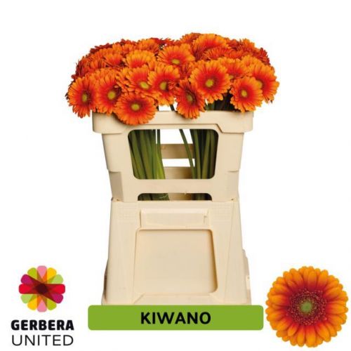 GERBERA MINI KIWANO