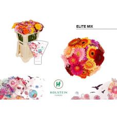 GERBERA MINI MIX ELITE