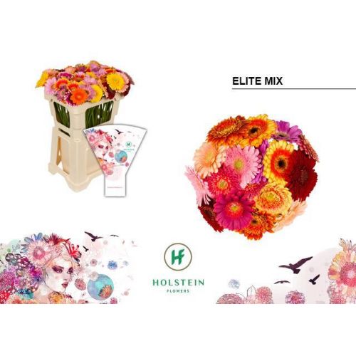 GERBERA MINI MIX ELITE