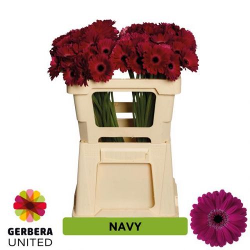 GERBERA MINI NAVY