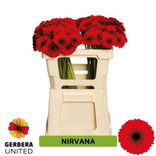 GERBERA MINI NIRVANA
