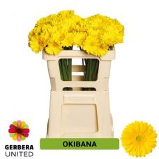 GERBERA MINI OKIBANA