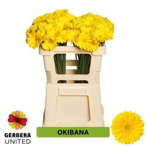 GERBERA MINI OKIBANA