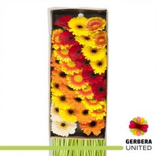 GERBERA MINI ORANGE DREAM MIX 