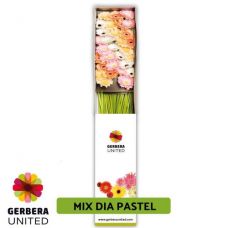 GERBERA MINI PASTEL DREAM MIX