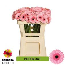 GERBERA MINI PETTICOAT