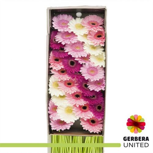 GERBERA MINI PURPLE DREAM MIX 