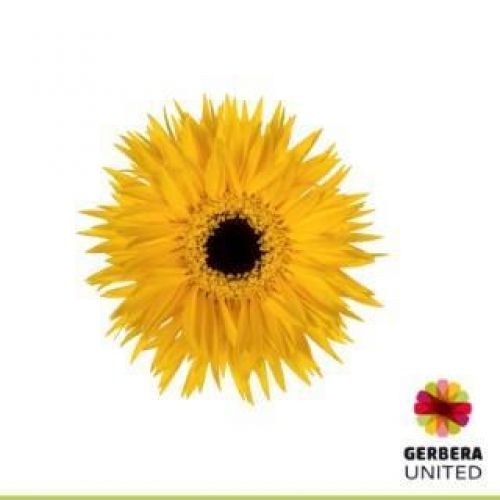GERBERA MINI SPIDER DUNGA