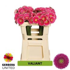 GERBERA MINI VALIANT