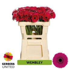 GERBERA MINI WEMBLEY