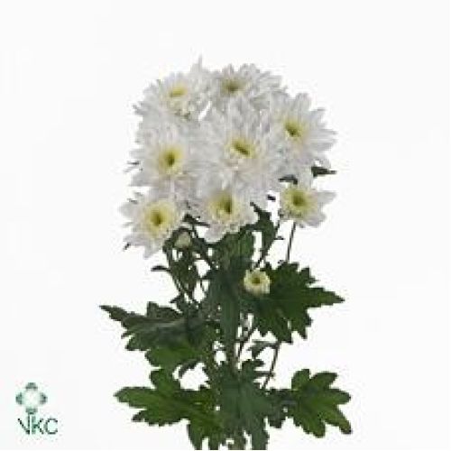 Chrysantemum Arctic Queen