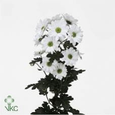 Chrysantemum Bacardi