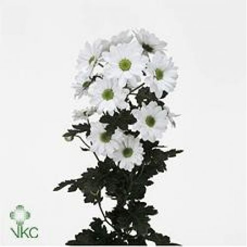 Chrysantemum Bacardi