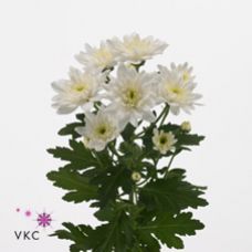 Chrysantemum Baltica white du