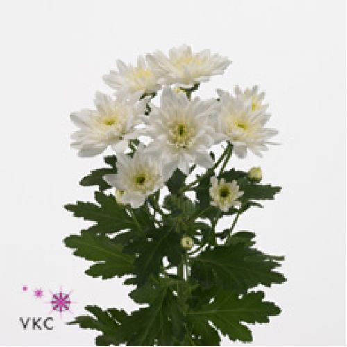 Chrysantemum Baltica white du