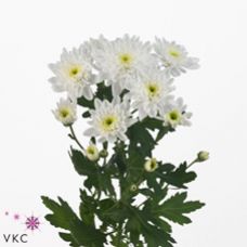 Chrysantemum Bonita