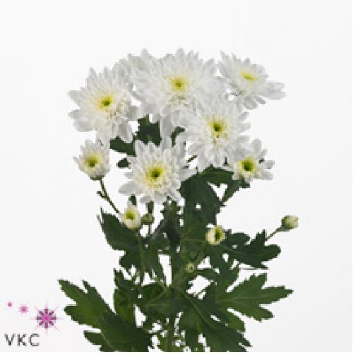 Chrysantemum Bonita