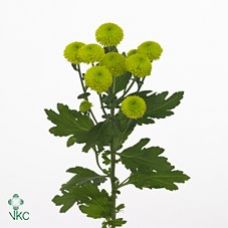 Chrysantemum Feeling Green