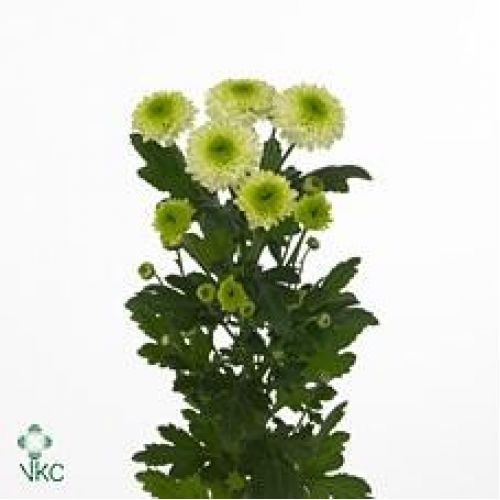 Chrysantemum Furore