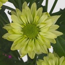 Chrysantemum Greenlizard