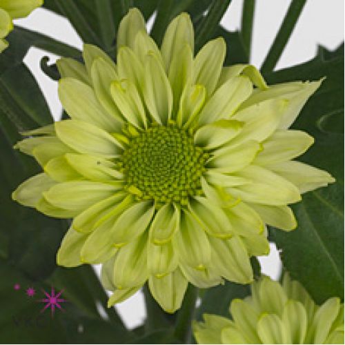 Chrysantemum Greenlizard