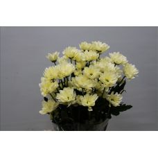 Chrysantemum Prosecco