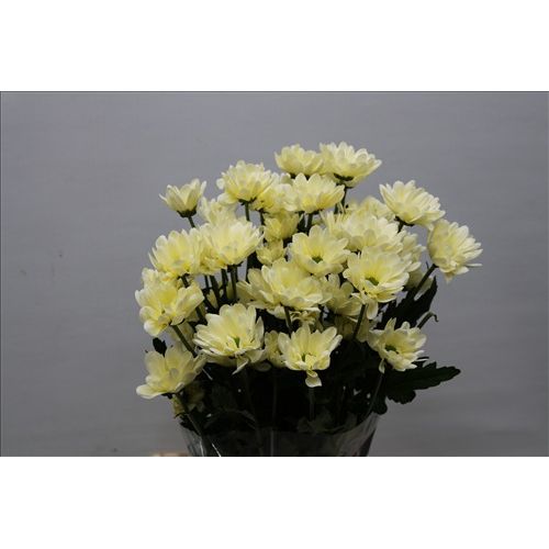 Chrysantemum Prosecco