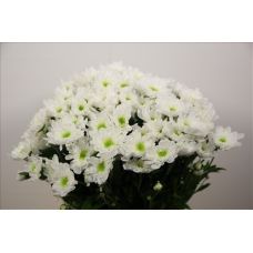 Chrysantemum Radost