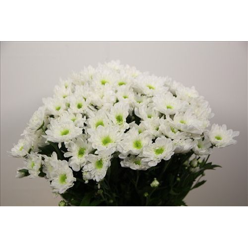 Chrysantemum Radost