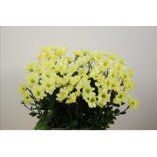 Chrysantemum Reagan Cream