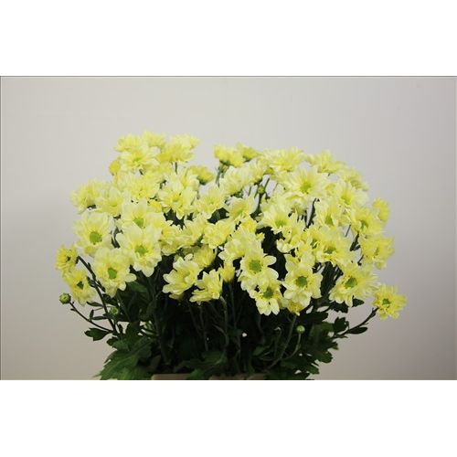 Chrysantemum Reagan Cream
