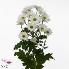 Chrysantemum Reagan White