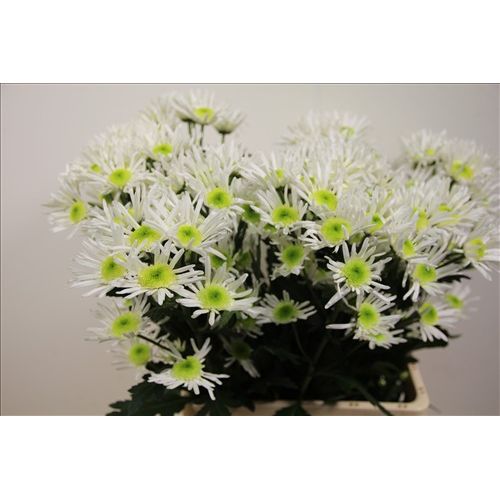 Chrysantemum Spinner
